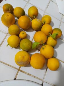 Scopri di più sull'articolo La Marmellata di Arancio Amaro: Una Dolce Alchimia